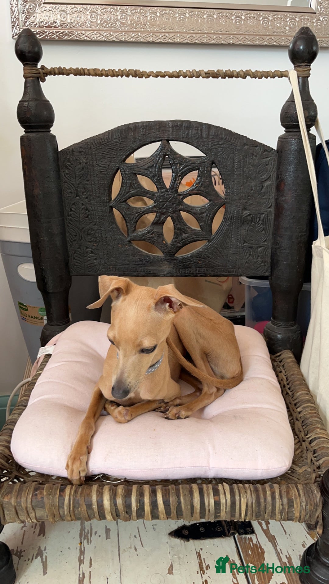 Italian Greyhound dogs for stud: Tiny stud with HUGE personality - Advert 19