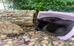 Mini Lop rabbits for sale: 5 beautiful mini lop x netherland dwarf babies - Image 10