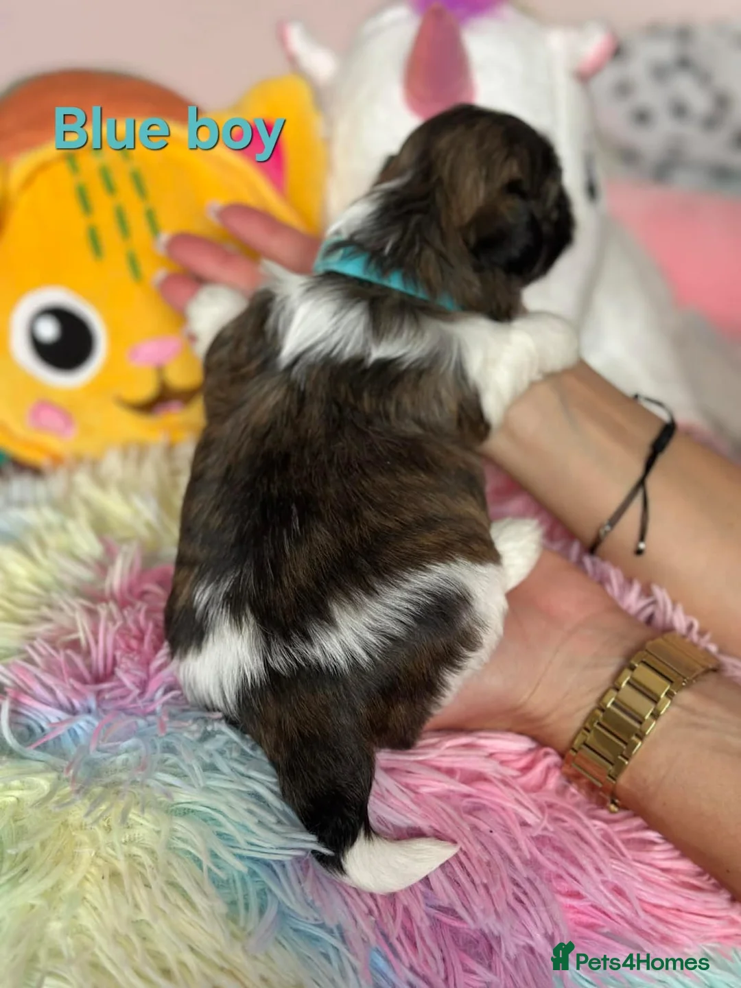 Shih Tzu dogs for sale: 🥰🐾 Adorable Shih Tzu Puppies 🐾🥰 - Advert 4