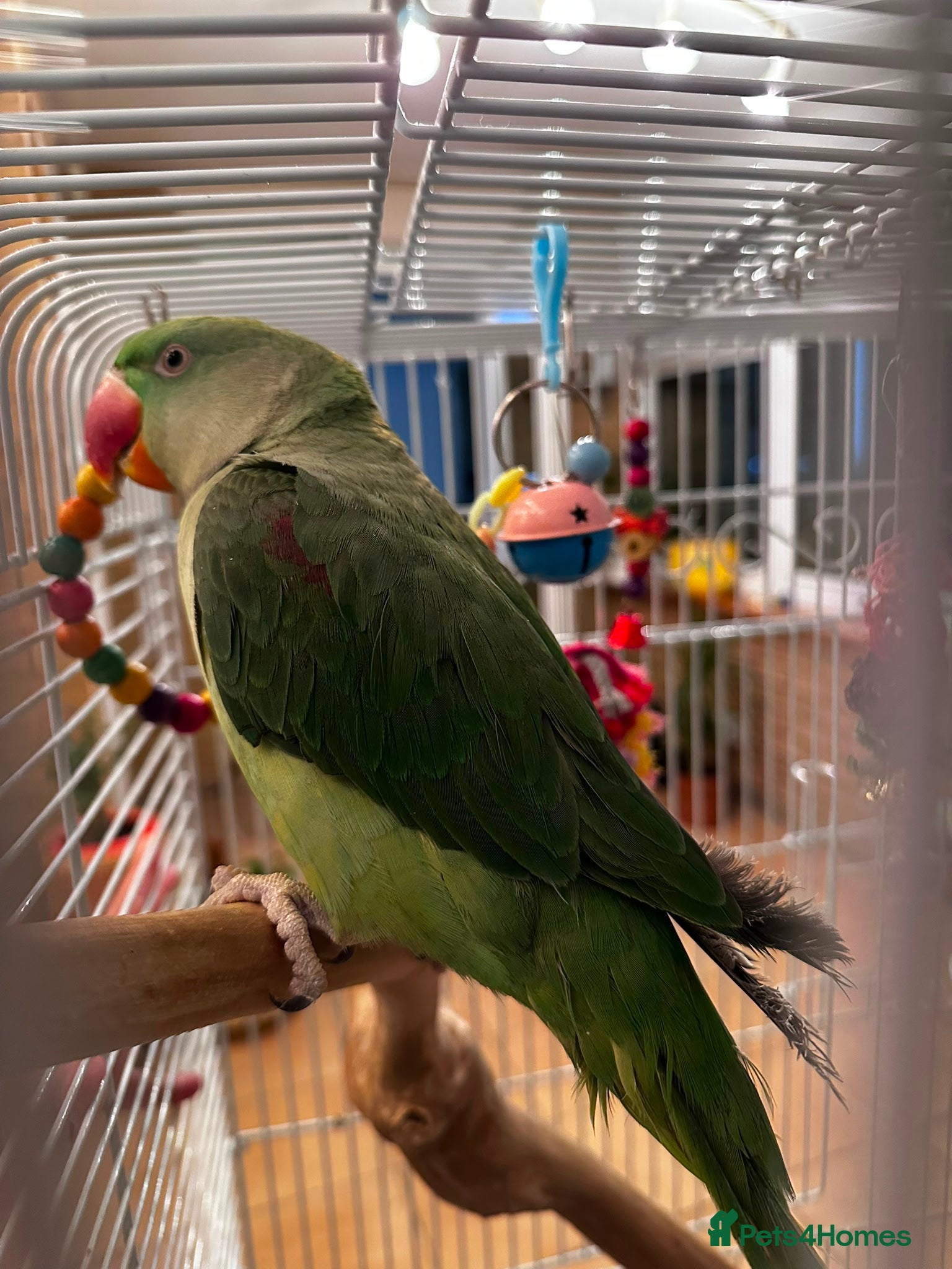 Parrots birds Cheeky year old alexandrine parrot - he talks!!  - Advert 2