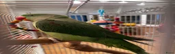 Parrots birds for sale: Cheeky year old alexandrine parrot - he talks!!  in Ilford - Advert 1