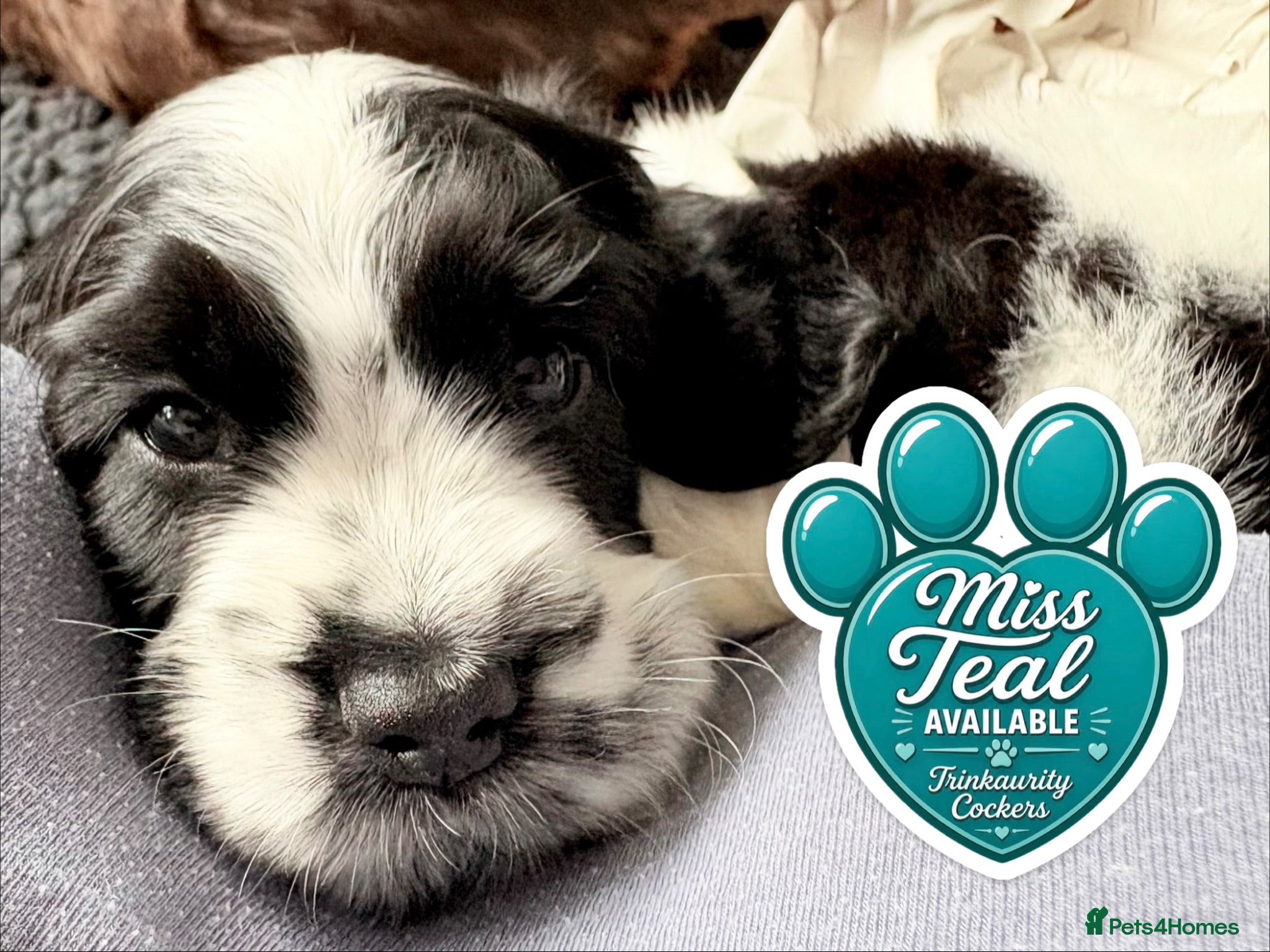 Cocker Spaniel dogs KC Reg; DNA Tested; 1.5% COI; Home-Reared Spaniels - Advert 2
