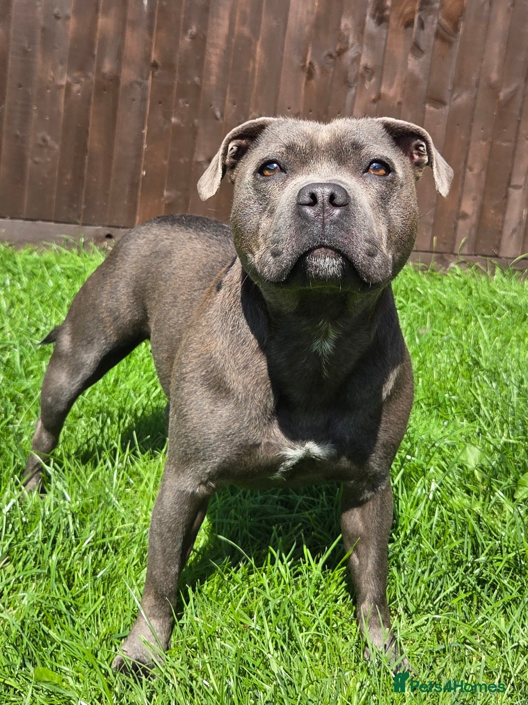 Staffordshire Bull Terrier dogs for sale: 2 left, Reduced Champion KC Blue Staffy Pups - Image 11