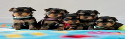 Yorkshire Terrier dogs for sale: Top Quality KC Reg Yorkshire Terrier Puppies - Advert 1