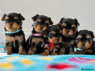 Yorkshire Terrier dogs Yorkshire terrier KC REG - Advert 1