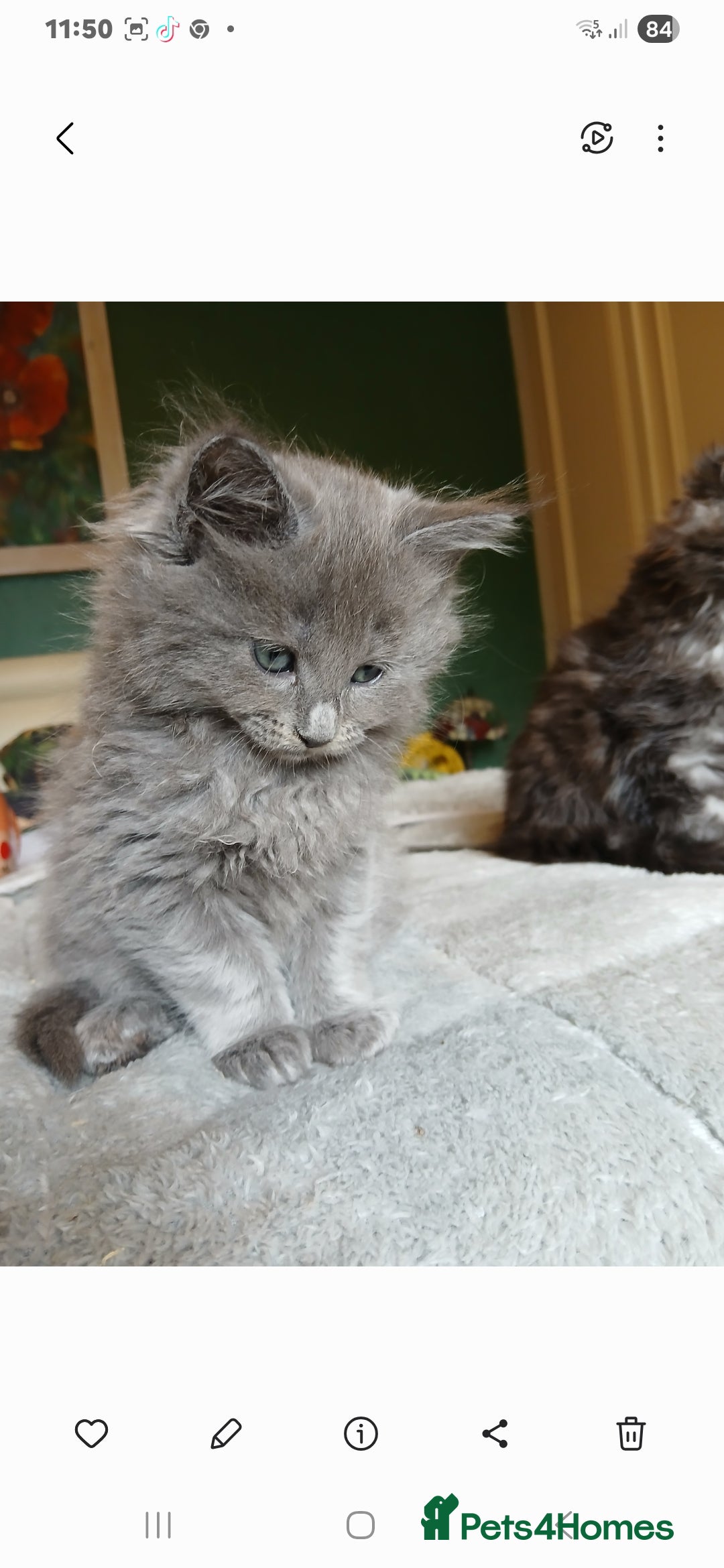 Mixed Breed cats for sale: Maine Coon crossed with Ragdoll ( Ragcoon )  - Image 4