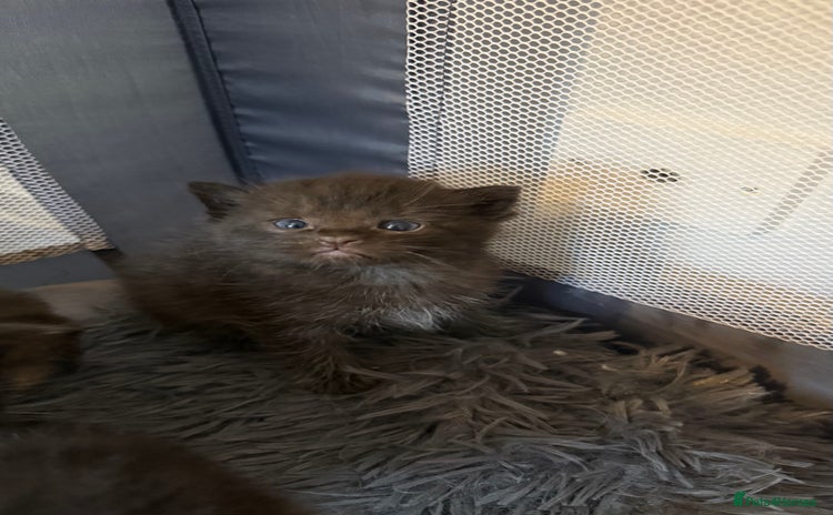 Ragdoll cats - Advert 9