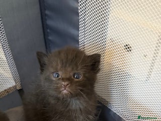 Ragdoll cats - Advert 12