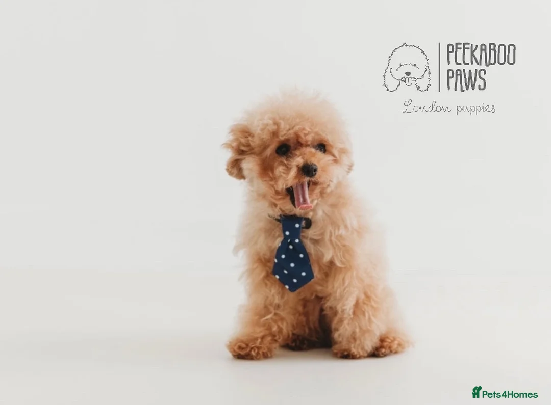 Toy Poodle dogs for stud:  **  Asian KC Toy Poodle for Stud DNA tested in Rickmansworth - Advert 11