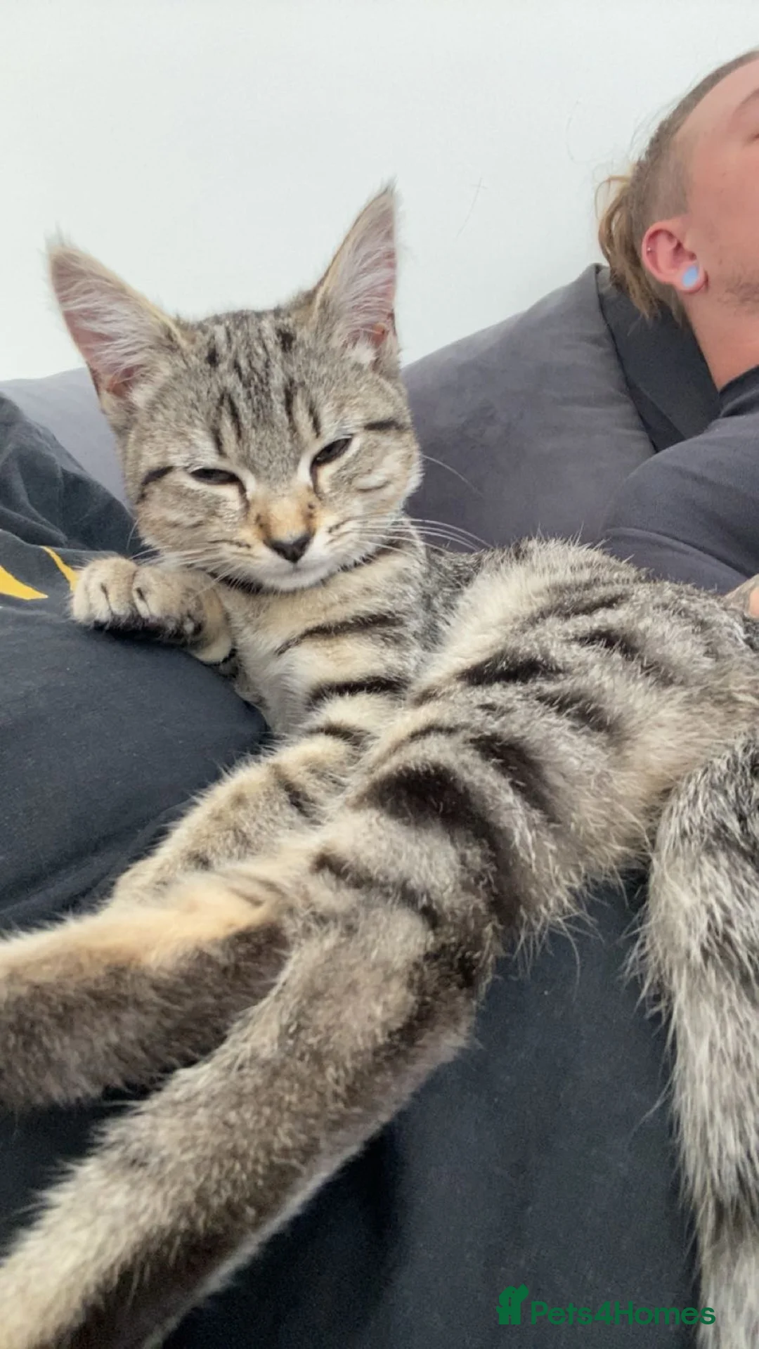 Mixed Breed cats for sale: 2 kittens for sale  in Basildon - Advert 2