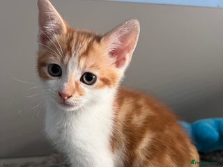 Mixed Breed cats - Advert 21