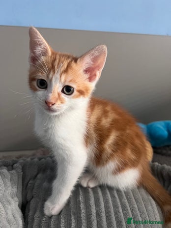 Mixed Breed cats - Advert 14