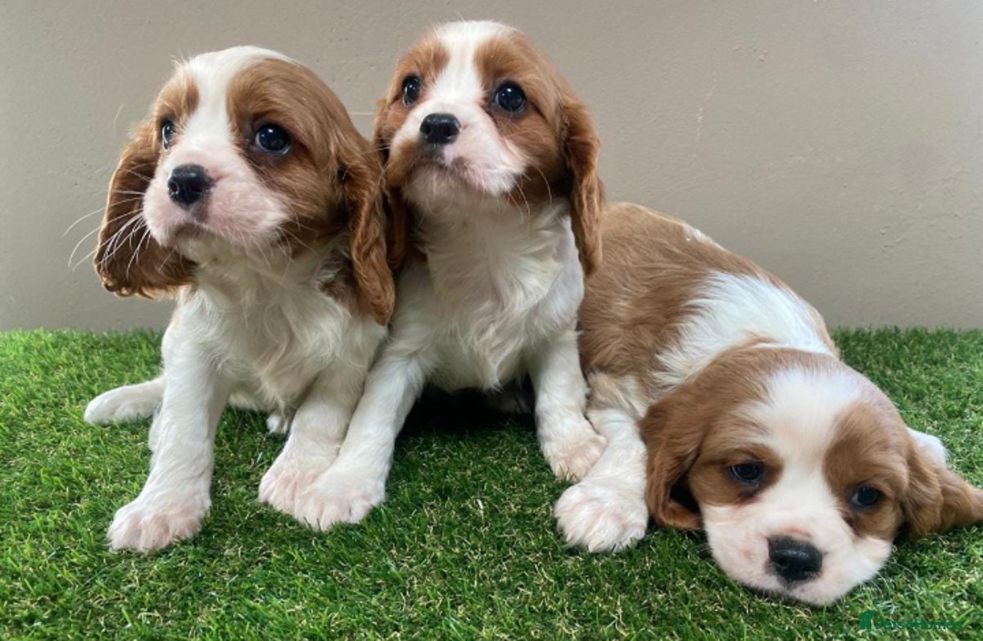 Cavalier King Charles Spaniel dogs for sale: STUNNING HEALTH CHECKED PUPPIES  - Image 2