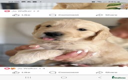 Golden Retriever dogs for sale: Stunning golden retriever babies - Image 30