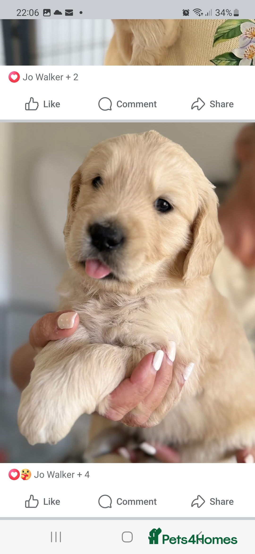 Golden Retriever dogs for sale: Stunning golden retriever babies - Image 30