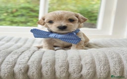Cavapoochon dogs for sale: Cavapoochon puppies  - Image 12