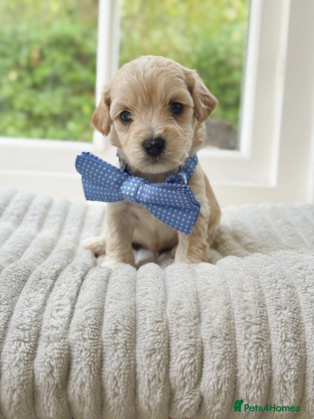 Cavapoochon dogs for sale: Cavapoochon puppies  - Image 12