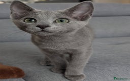 Russian Blue cats for sale: Last Russian Blue girl - Image 13