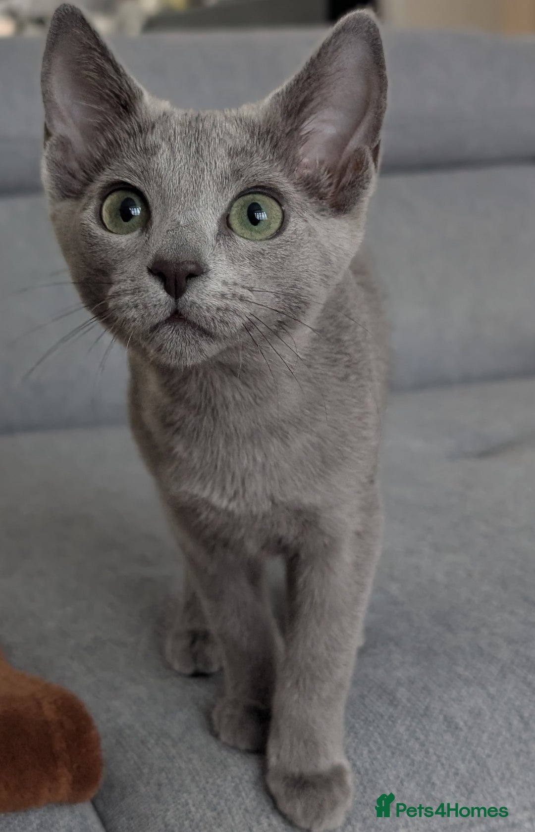 Russian Blue cats for sale: Last Russian Blue girl - Image 13