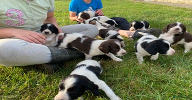 English Springer Spaniel dogs - Advert 9