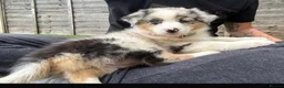 Australian Shepherd dogs for sale: Australian Shepherd - Blue Merle  - Advert 3