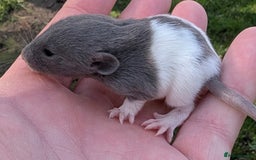 Rat rodents for sale: Fancy,Dumbo,Siamese & Rex ( NEW LITTERS AVAILABLE) - Image 14