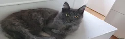 Maine Coon cats for sale: Maine coon kittens - Advert 6