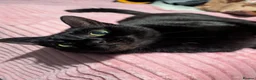 Domestic Shorthair cats for sale: Luna - Super sweet cat looking for a loving home. in Stockport - Advert 6