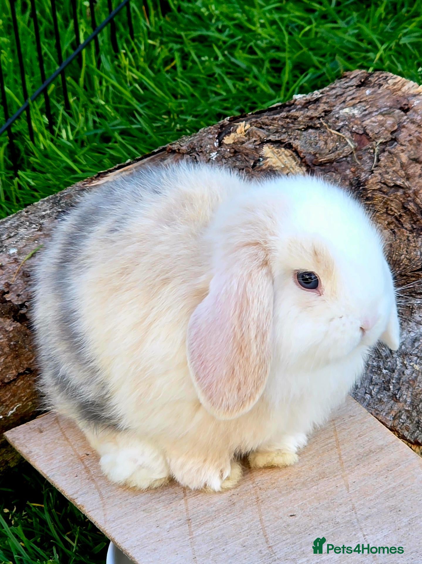 Mini Lop rabbits Pedigree Mini lop bunnies - Advert 13