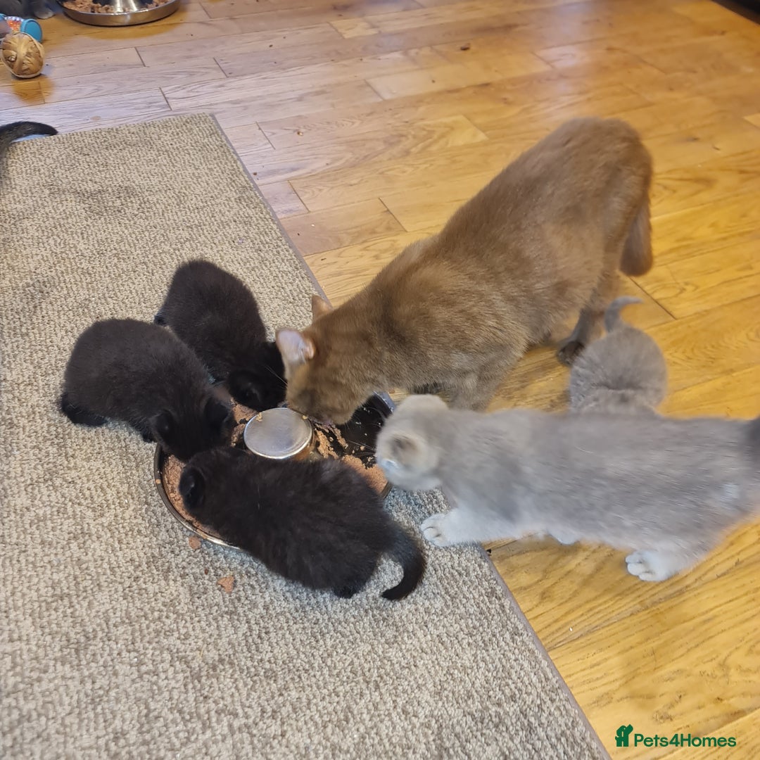 Scottish Fold cats for sale: Scottish Folds  4 Male 1 Female - Image 11
