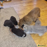 Scottish Fold cats Scottish Folds 4 Male 1 Female - Advert 6