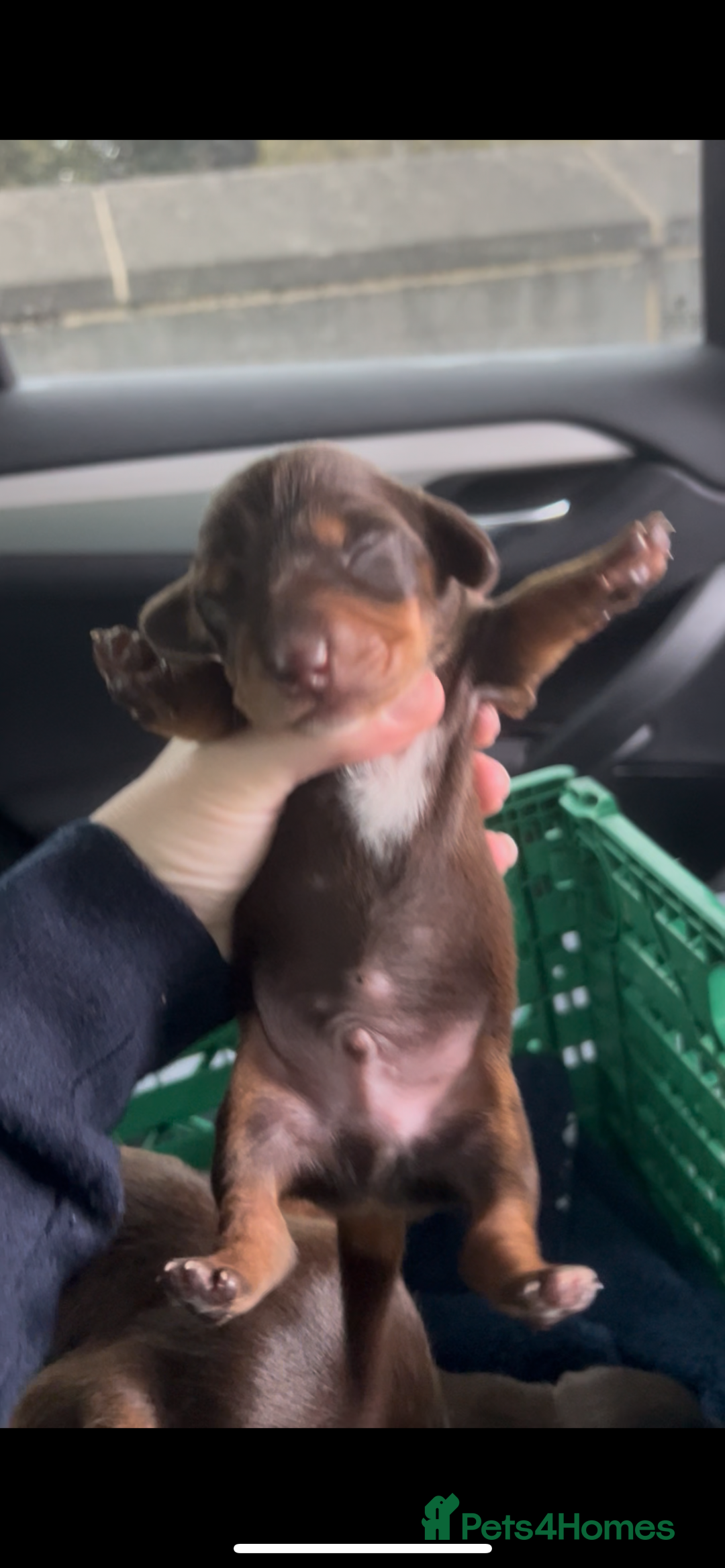 Miniature Dachshund dogs for sale: Kc registered health tested miniature dachshund  - Image 7