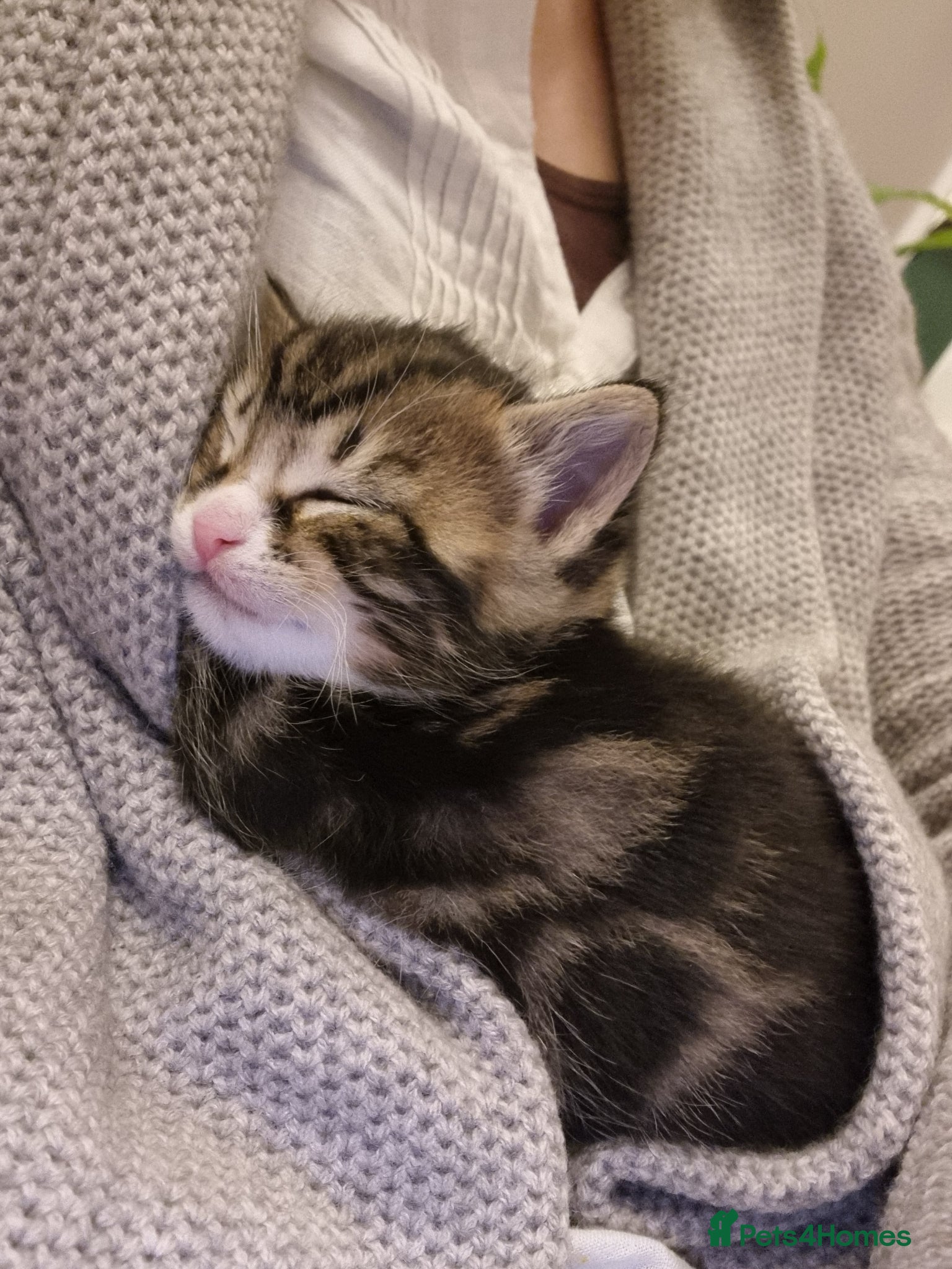 Mixed Breed cats for sale: BONDED PAIR bro/sis kittens - Advert 4
