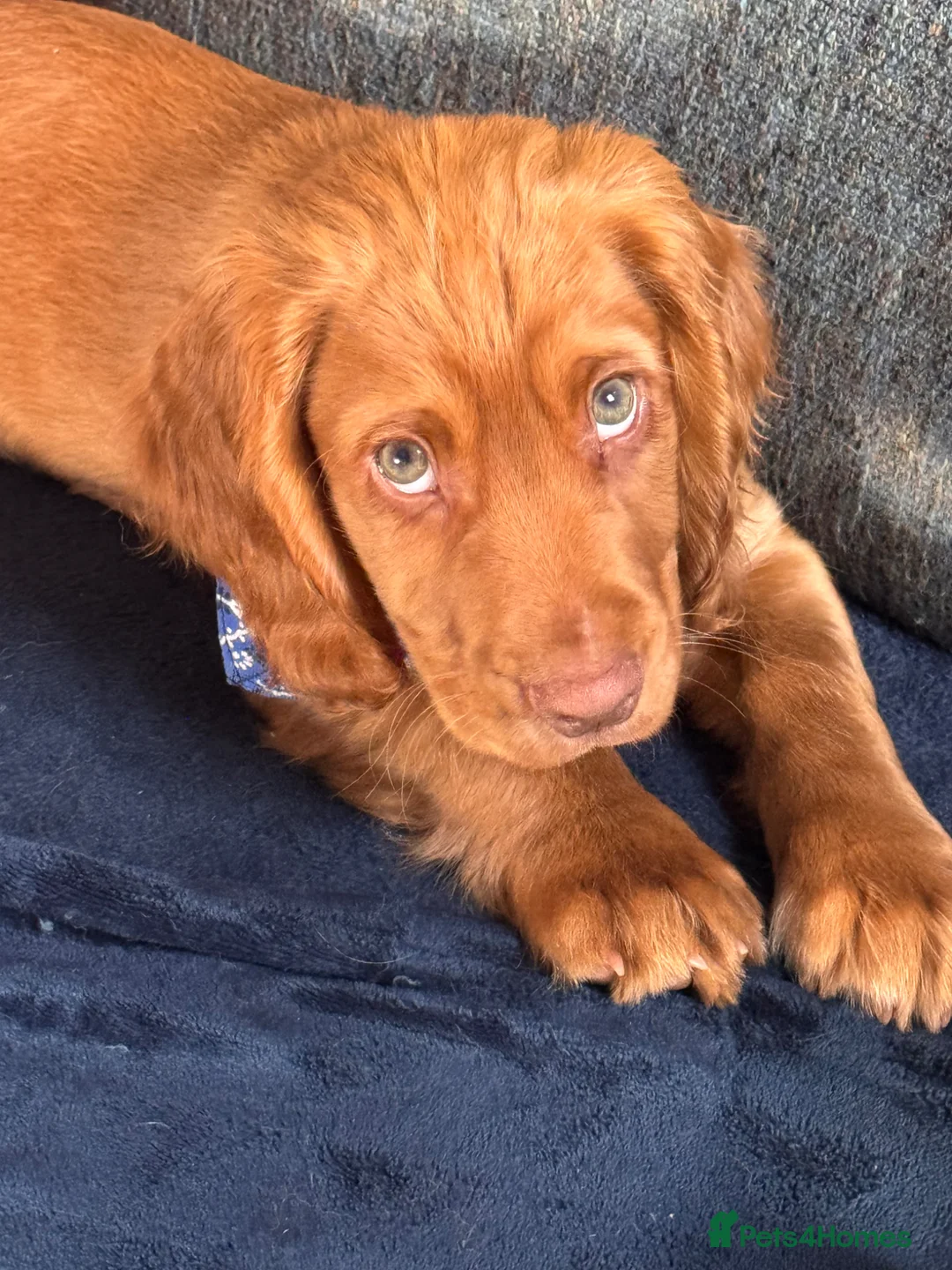 Cocker Spaniel dogs for sale: LAST KC little boy cocker spaniel - Advert 2