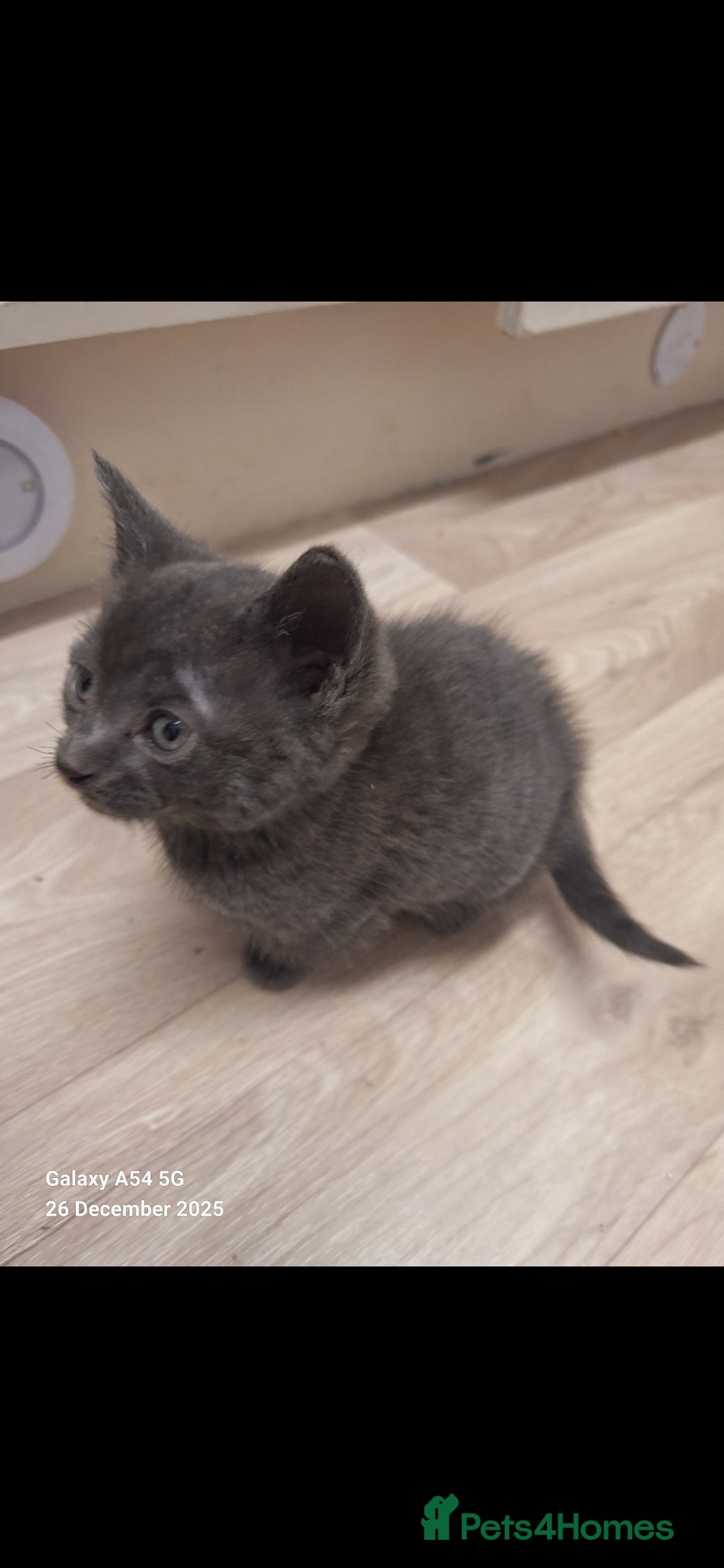 British Shorthair cats for sale: Kittens for sale  - Advert 4