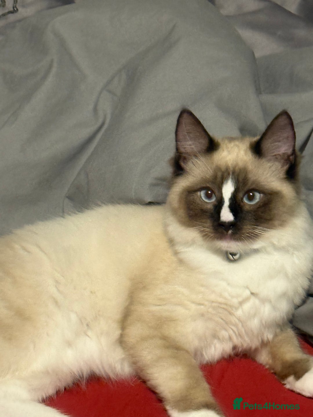 Ragdoll cats for sale: Stunning male ragdoll - Image 5