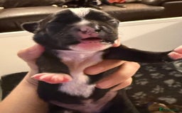 Mixed Breed dogs for sale: French bulldog/terrier cross  - Image 11
