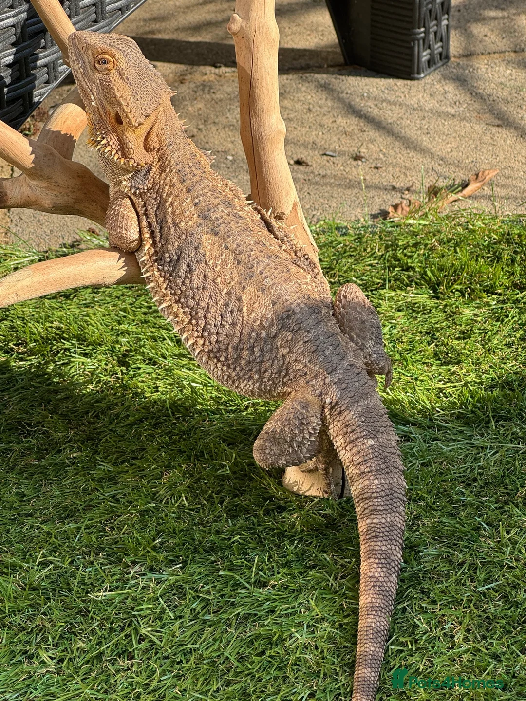 Bearded Dragon reptiles for sale: Female bearded dragon  - Advert 1