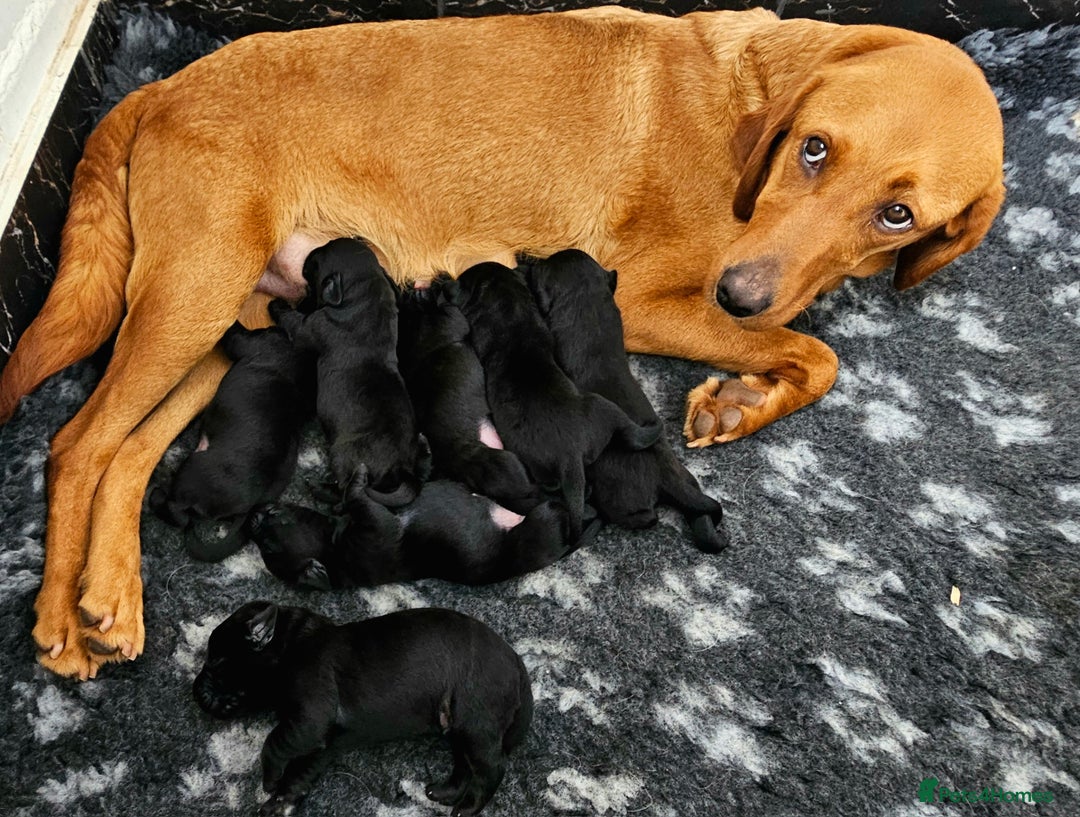 Labrador Retriever dogs for sale: 7 STUNNING BLACK LABRADOR PUPPIES - Image 17