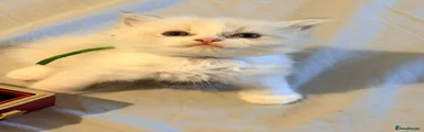 Ragdoll 1