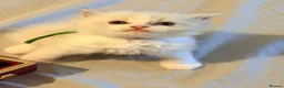 Ragdoll cats for sale: 3 tica reg male ragdolls  - Advert 5
