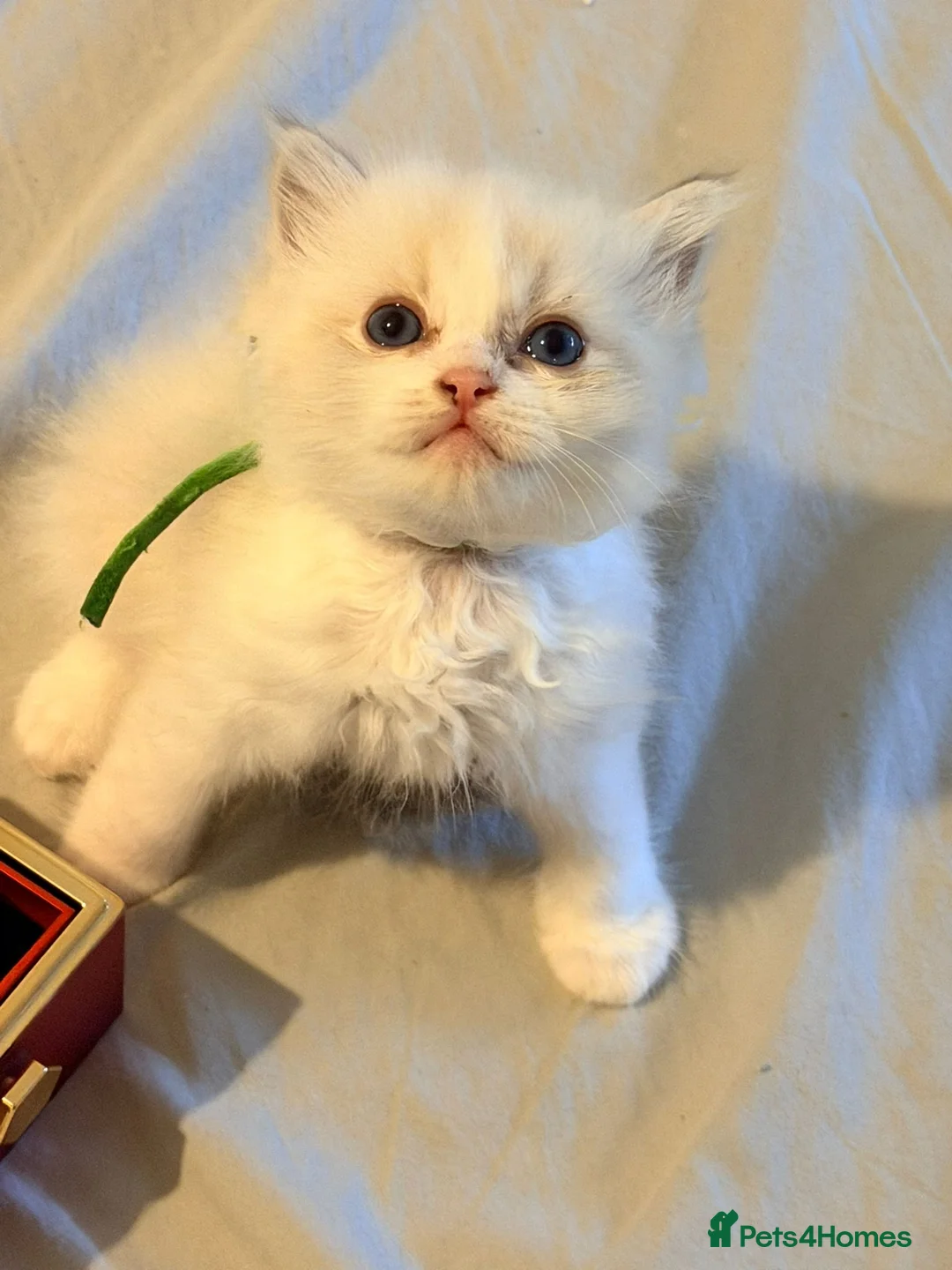 Ragdoll cats for sale: 3 tica reg male ragdolls  - Advert 5