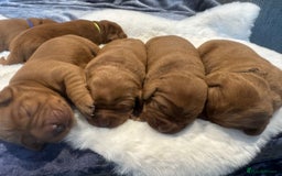 Labrador Retriever dogs for sale: Fox red labradors - Image 9