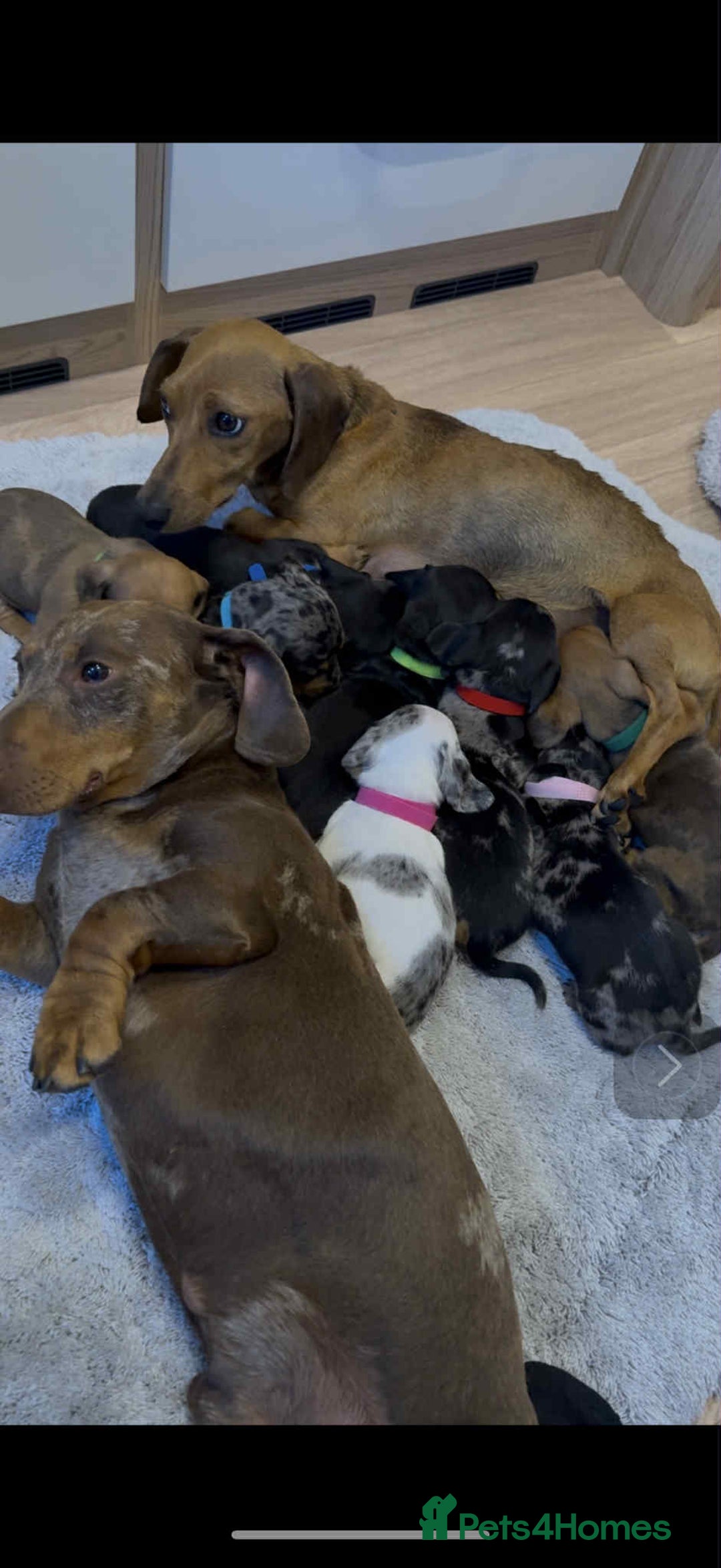 Dachshund dogs for sale: Adorable dachshund puppies ready for loving homes - Image 23