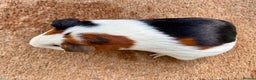 Guinea Pig rodents for sale: Tort & White Boar  - Advert 3