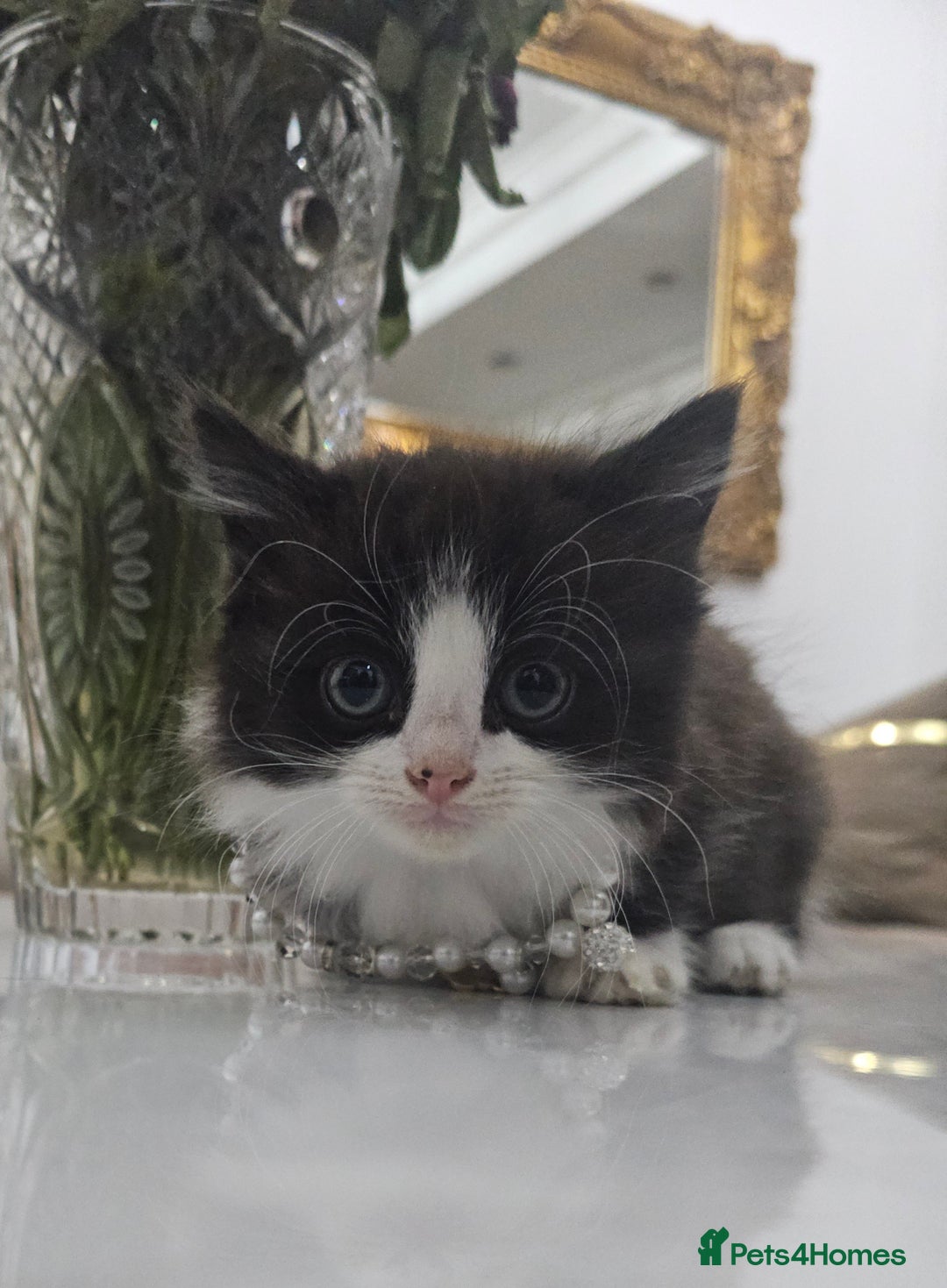 Persian cats for sale: Adorable half perian kittens available now,  - Advert 38