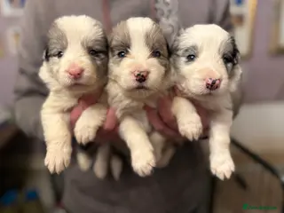 Border Collie dogs Long coated Border Collie pups - Advert 3