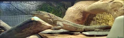 Iguana reptiles for sale: Guatamalan spiny tailed iguana  in Southport - Advert 6