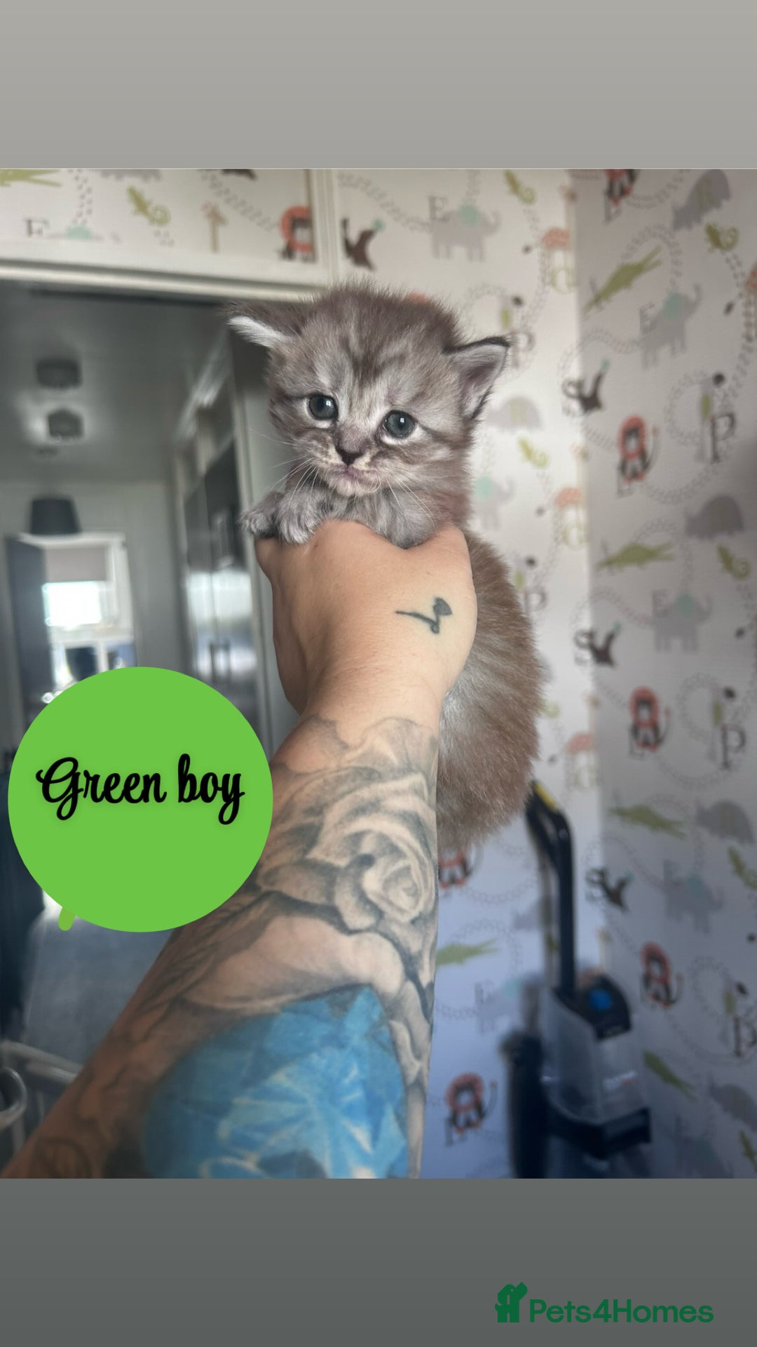 Maine Coon cats for sale: Maine coon kittens - Image 4