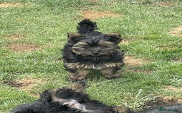Yorkshire Terrier dogs for sale: Two Yorkshire Terrier Biewer Puppies - Image 6